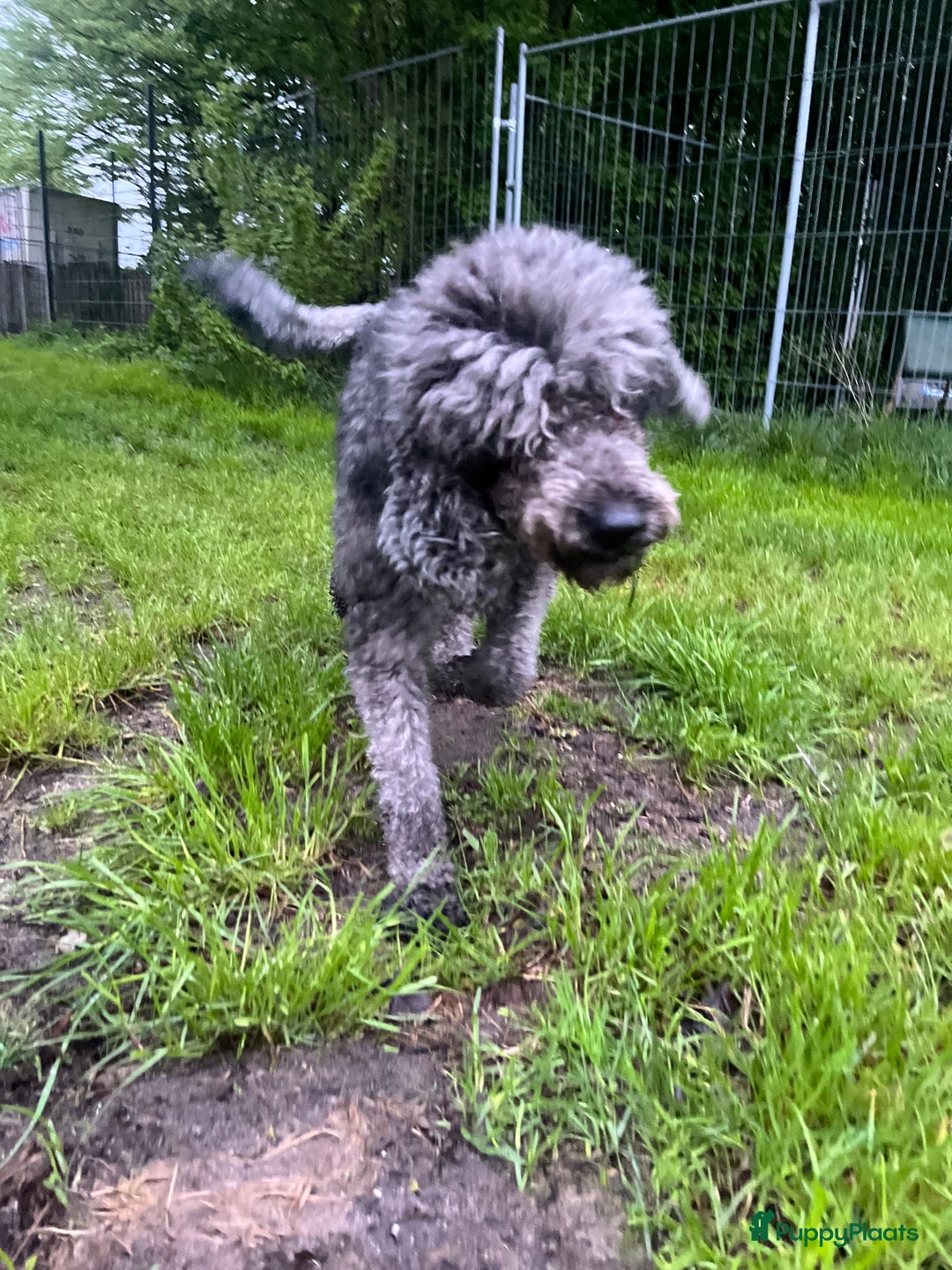 Labradoodle honden te koop: labradoodle teef te koop - Advertentie 3