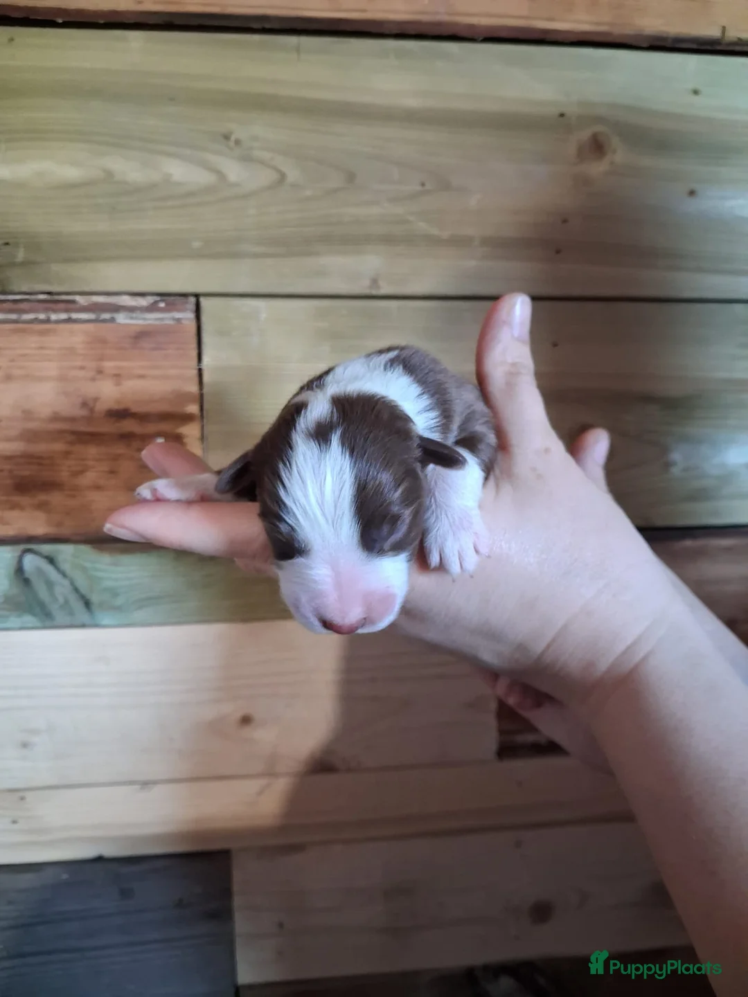 Australian Shepherd honden te koop: 10 prachtige Australische herder pups! - Advertentie 16