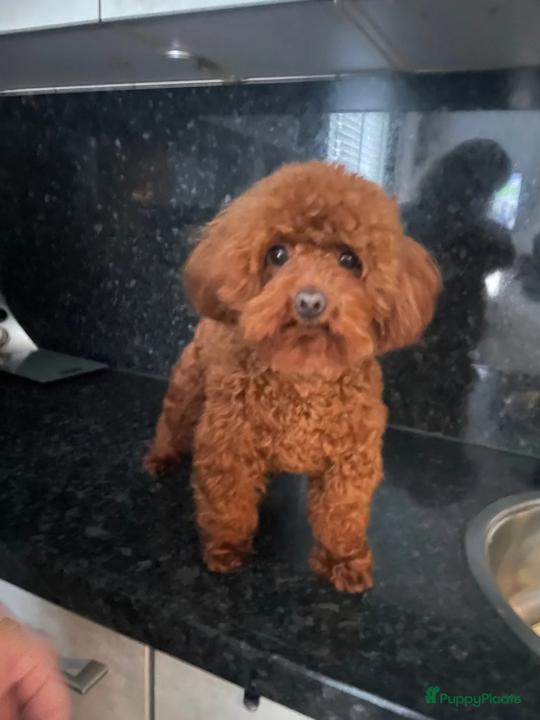 Poedel Toy honden ter dekking: kleine toy poedel dekreu donker rood rocky - Advertentie 6