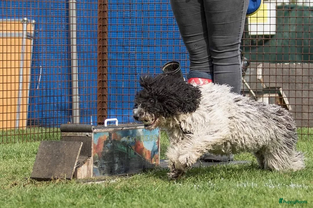 Galerij afbeelding {{count}}