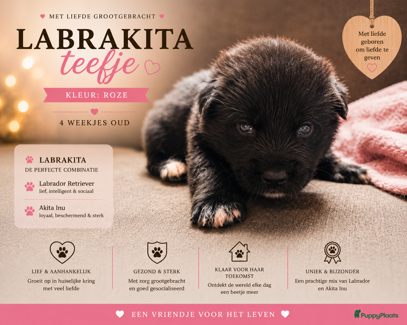 Kruising honden te koop: Labrakita pups (Labrador x Akita) Loyaal & speels - Advertentie 22