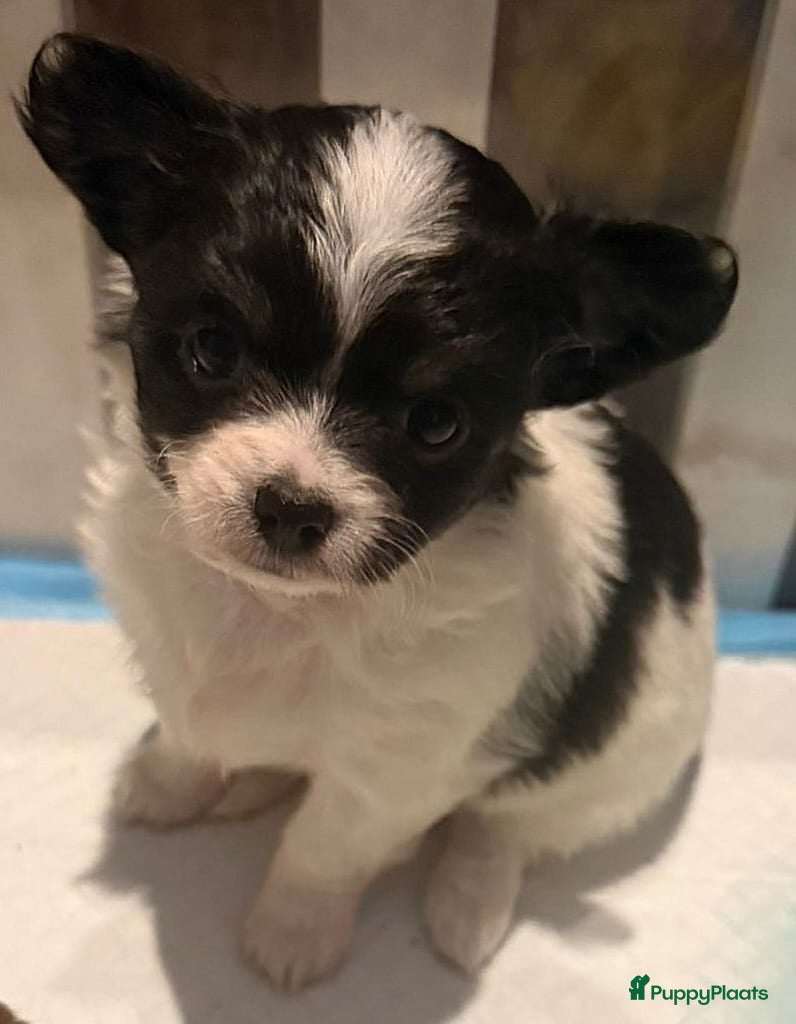 Chihuahua honden Ondeugende, Lieve Chihuahua pups - Advertentie 2