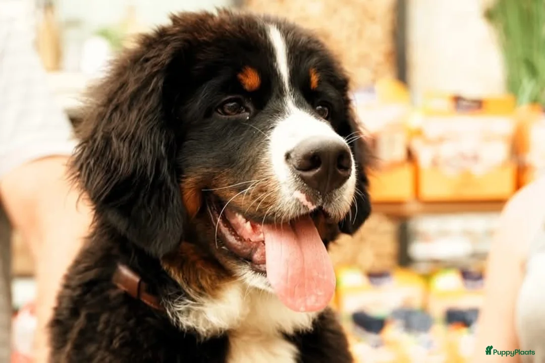 Berner Sennenhond honden te koop: Benzo in Kruisland - Advertentie 4