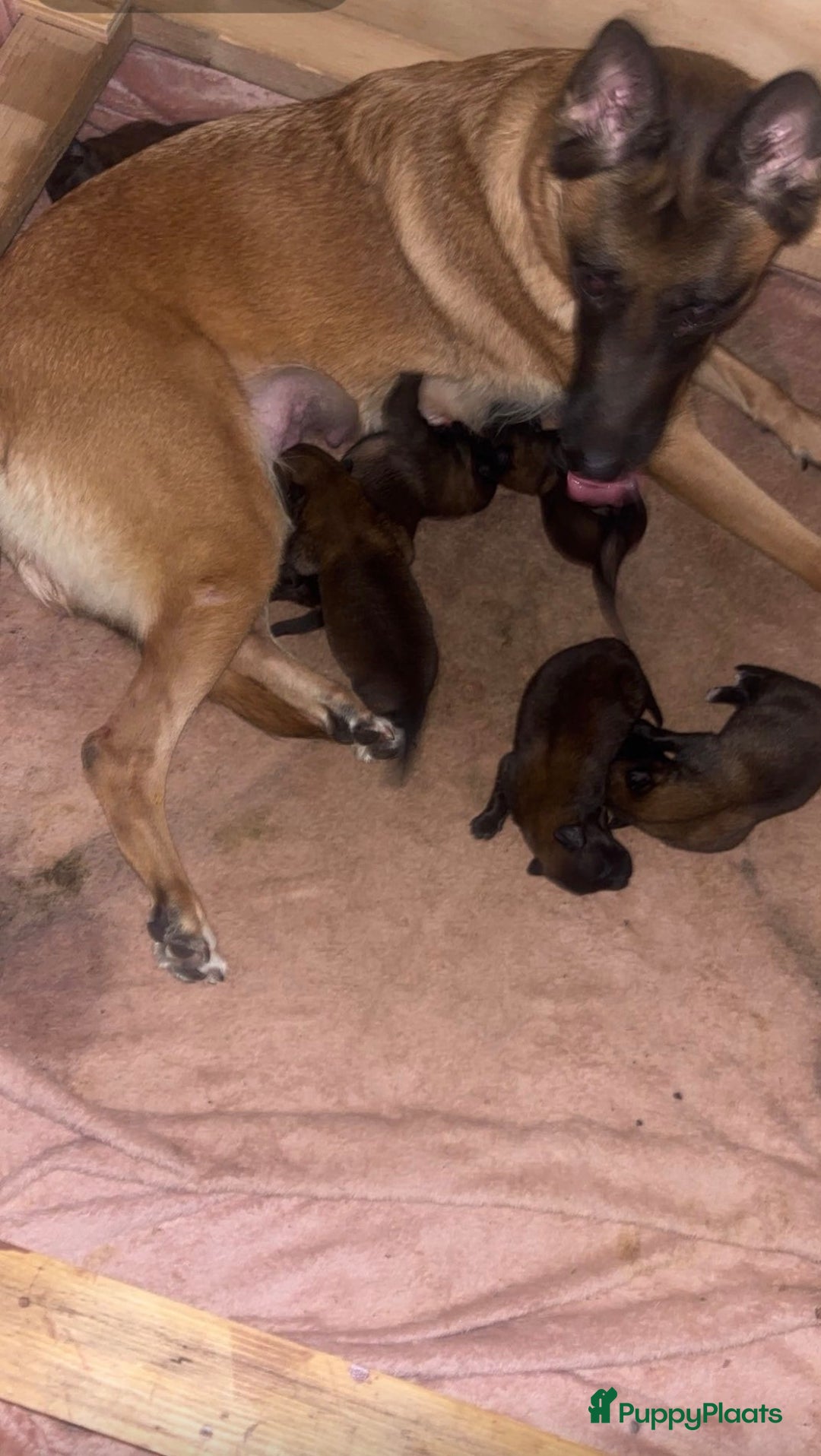 Mechelse Herder honden te koop: Prachtige Mechelse herder pups! - Advertentie 11