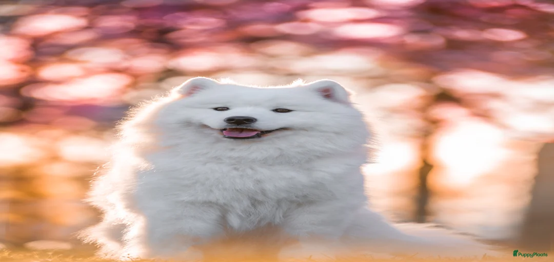 Galerij afbeelding {{count}}