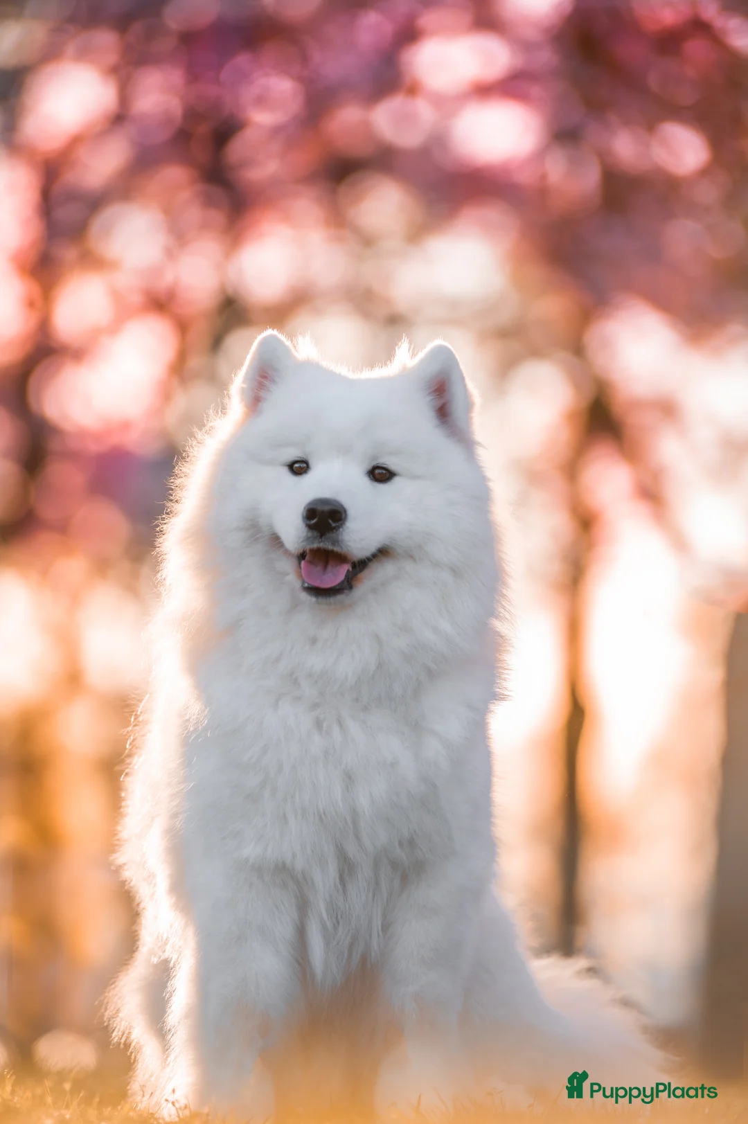 Galerij afbeelding {{count}}