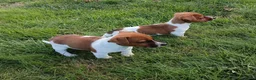 Jack Russel Terriër honden te koop: Jack russel - Advertentie 7