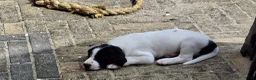 Kruising honden te koop: Unieke aparte bijzondere kruising - Advertentie 7