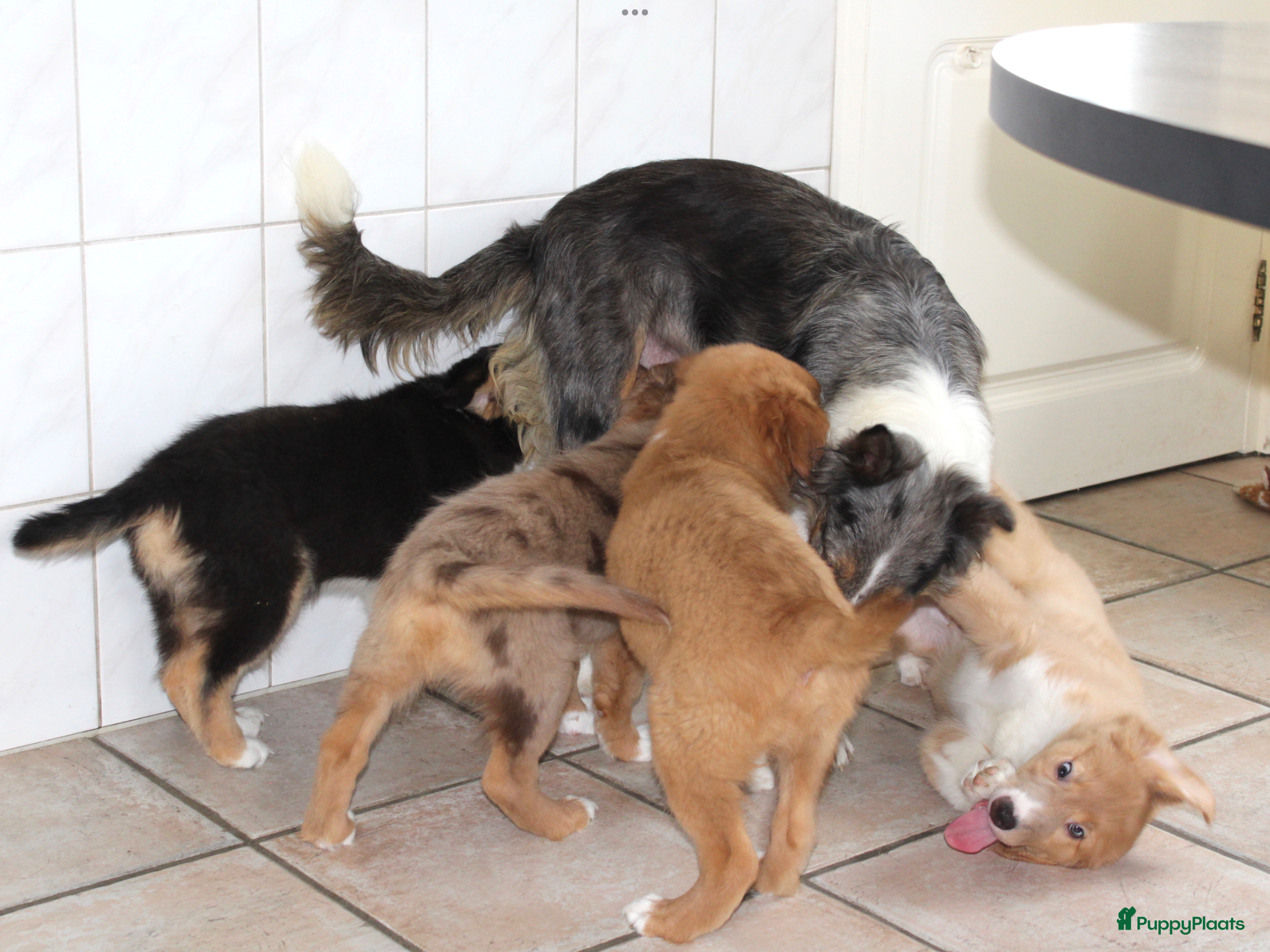 Kruising honden Nova scotia duck tolling - Border Collie pups - Advertentie 6