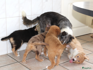 Kruising honden Nova scotia duck tolling - Border Collie pups - Advertentie 2