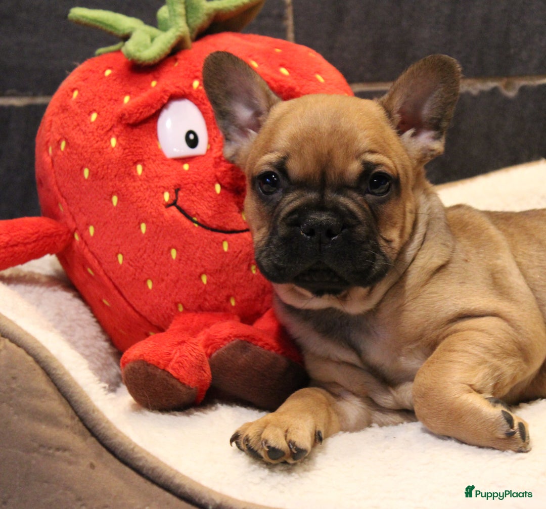 Franse Bulldog honden te koop: Franse Bulldog pups - Advertentie 5