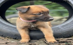 Mechelse Herder honden te koop: Mechelse herder puppy's  - Afbeelding 10
