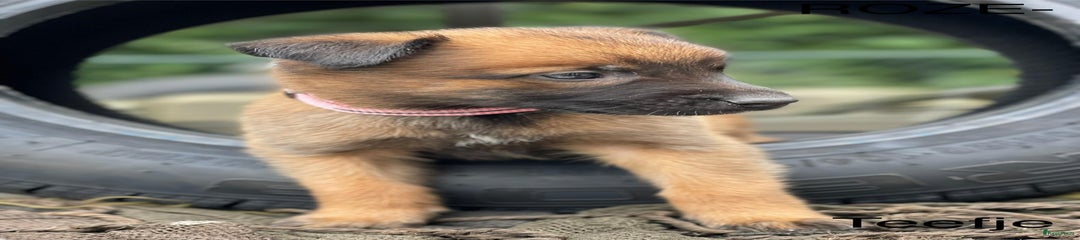 Mechelse Herder Puppy 8