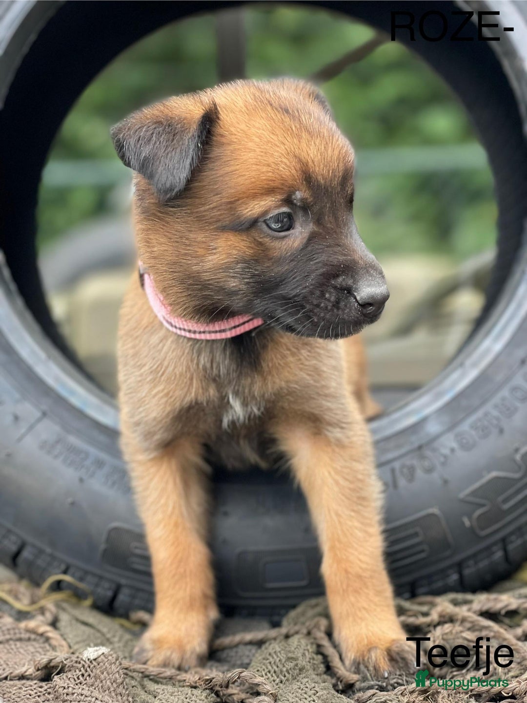 Mechelse Herder honden te koop: Mechelse herder puppy's  - Afbeelding 10