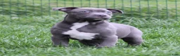 American Staffordshire Terriër honden te koop: Amerikaanse Stafford pup - Advertentie 4