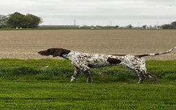 Duitse Staande Hond Korthaar honden te koop: Duitse staande korthaar  - Afbeelding 6