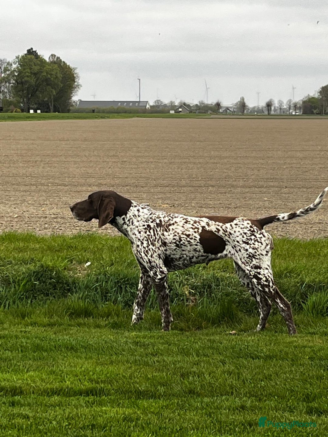 Duitse Staande Hond Korthaar honden te koop: Duitse staande korthaar  - Afbeelding 6