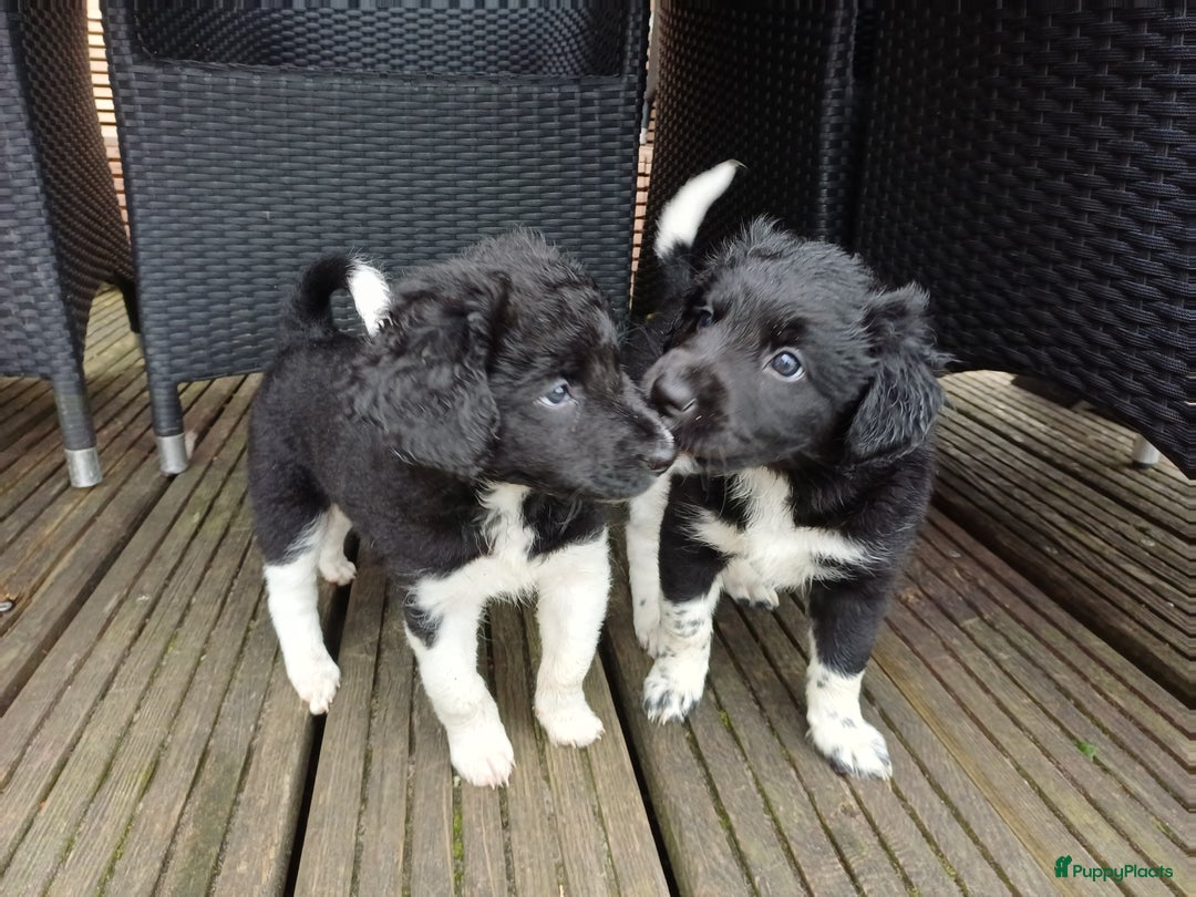 Friese Stabij honden te koop: Prachtige stabij pups - Advertentie 17