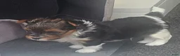 Biewer Terrier honden te koop: Biewer teriër reutje - Advertentie 8