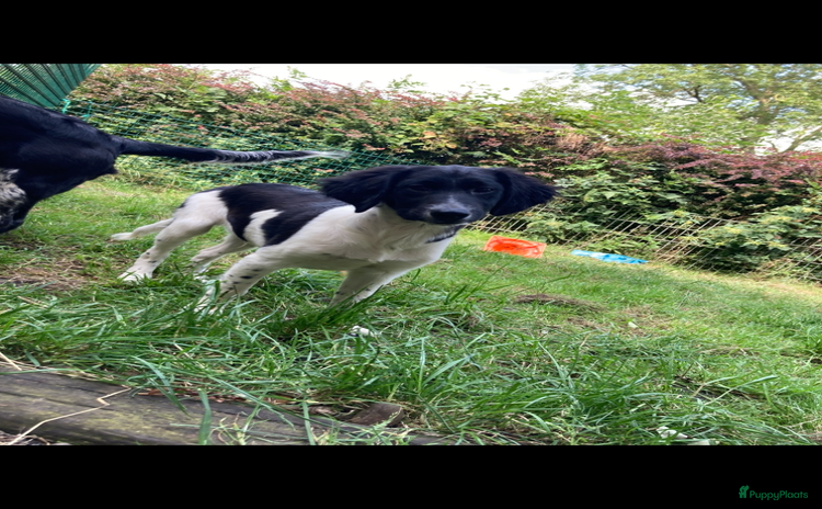 Kruising honden - Advertentie 1