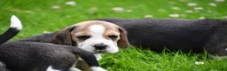 Beagle honden te koop: Prachtige Beagle pups  - Advertentie 16