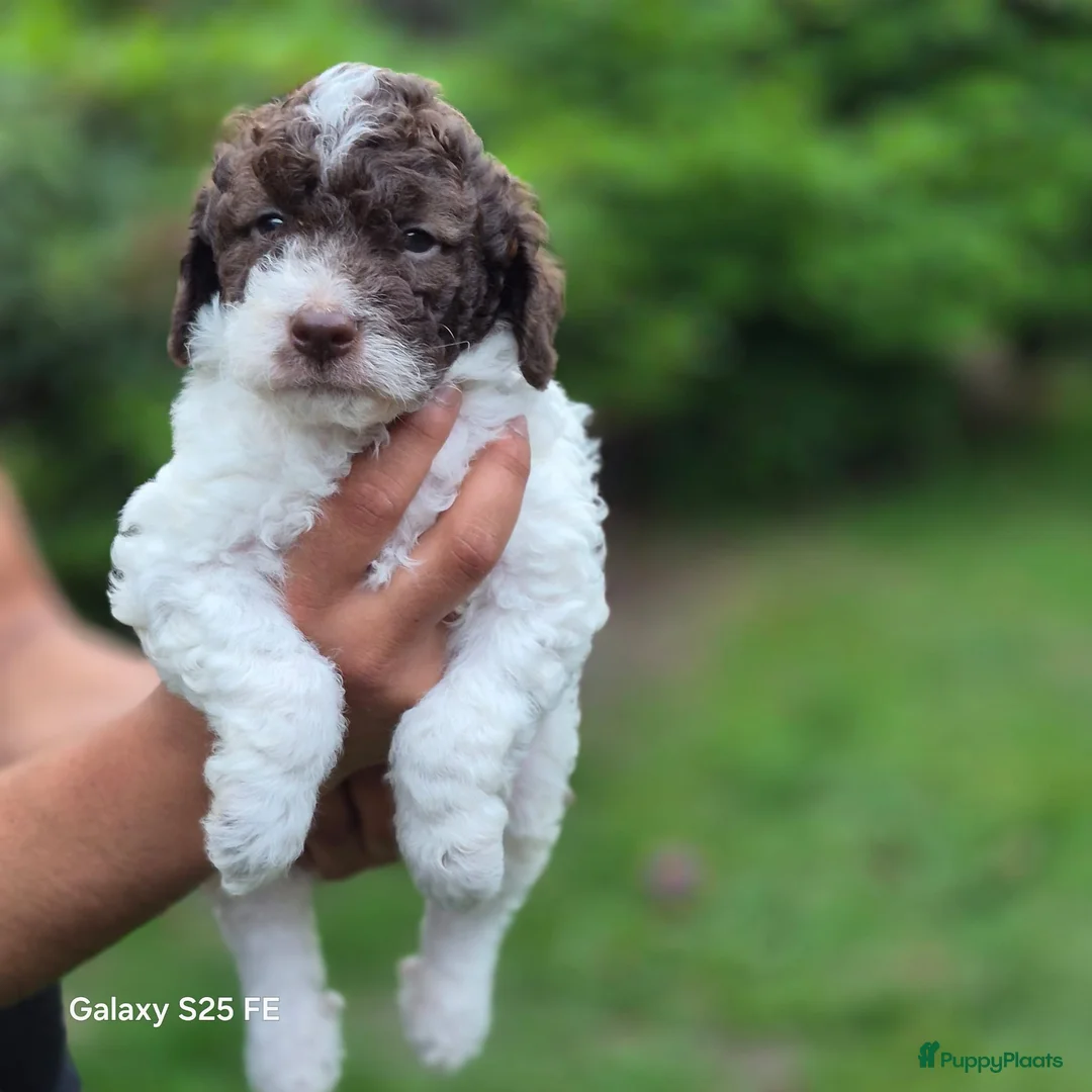 Lagotto Romagnolo honden te koop: Italiaanse waterpuppy's - Advertentie 1