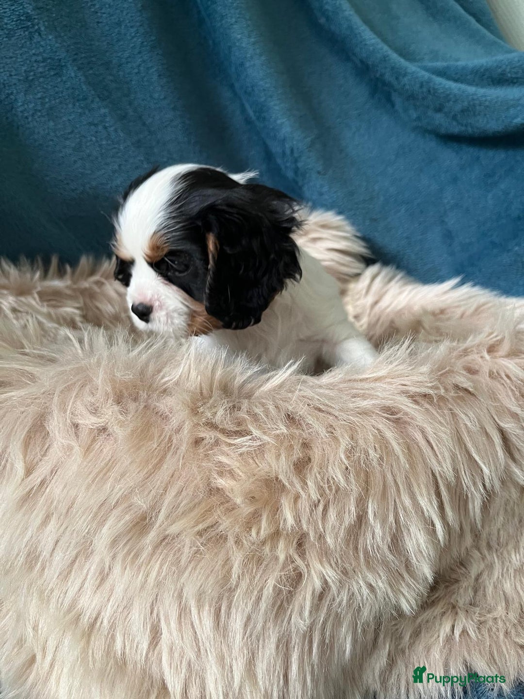 Cavalier King Charles Spaniel honden te koop: Cavalier King Charles Spaniel in Makkinga - Afbeelding 22