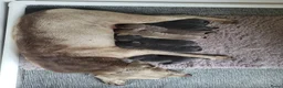 Labrador Retriever honden te koop: Prachtige Charcoal labrador pups in Jaarsveld - Advertentie 2
