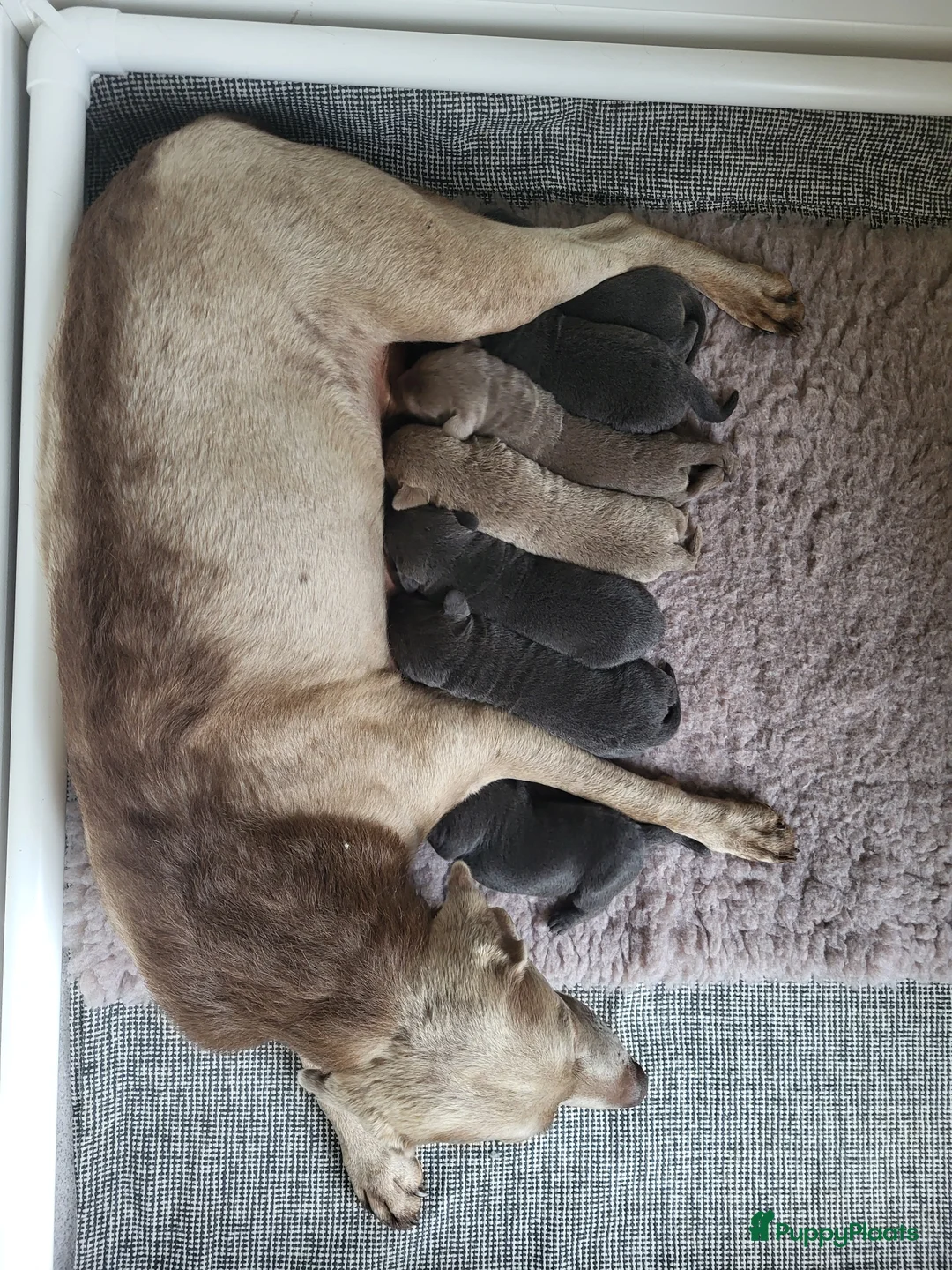 Labrador Retriever honden te koop: Prachtige Charcoal labrador pups in Jaarsveld - Advertentie 2