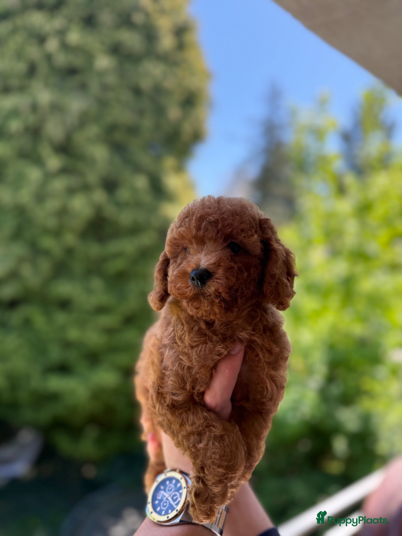Poedel Toy honden te koop: Toy Poedel pups met stamboom & gezondheidscheck - Advertentie 1