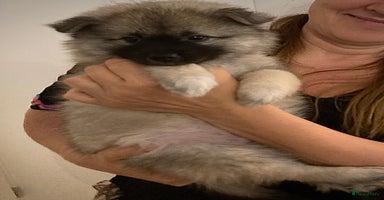 Keeshond honden - Advertentie 12