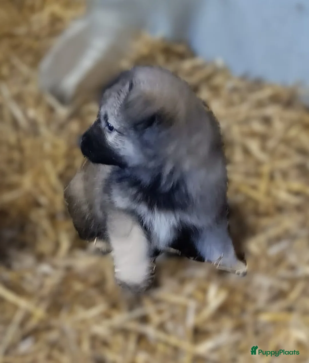 Keeshond honden te koop: Keeshond wolfsgrauw. Grijs. Blauw. - Advertentie 13