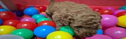 Cockapoo honden te koop: Cockapoo pupjes uit geteste ouders - Advertentie 12