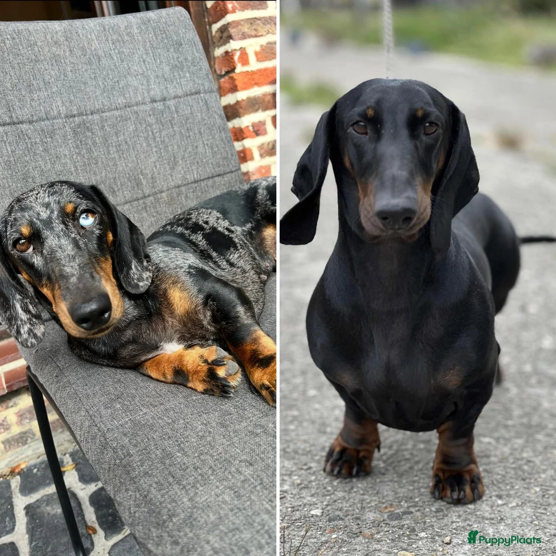 Teckel (korthaar)  honden te koop: Kortharige standaard teckel pups - Advertentie 4