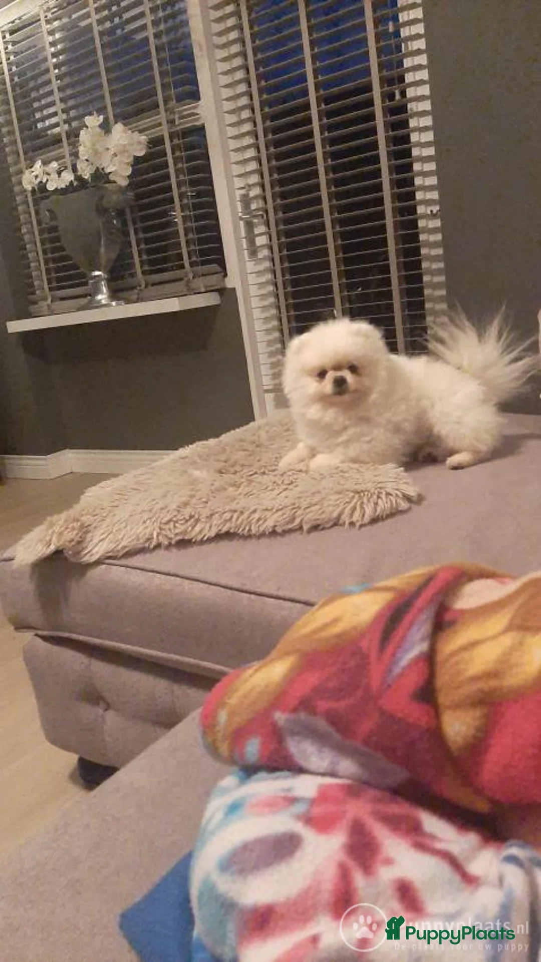 Keeshond honden ter dekking: Dekrue pomeranian in Beverwijk - Advertentie 2