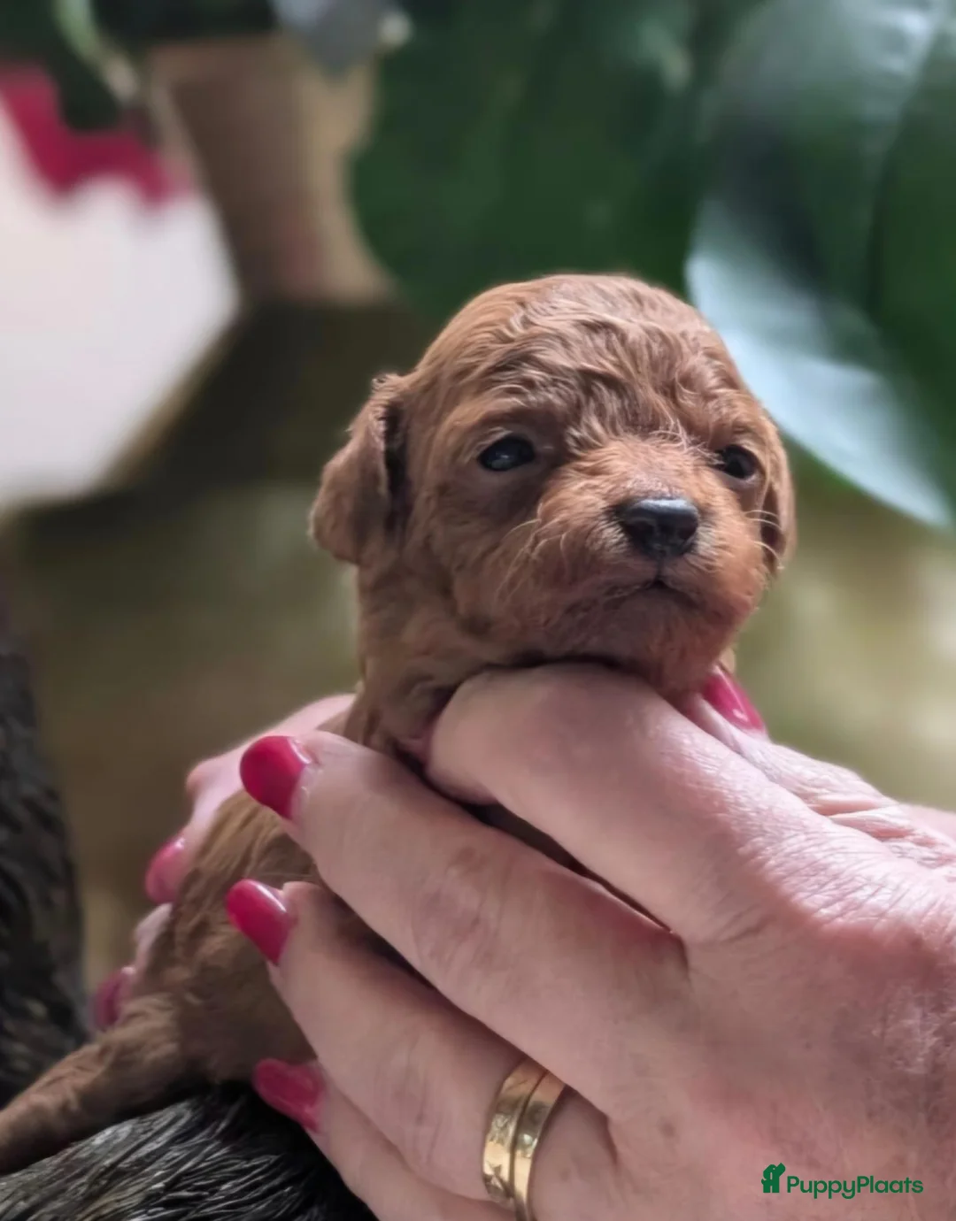Labradoodle honden te koop: Mini labradoodle/poedel - Advertentie 11