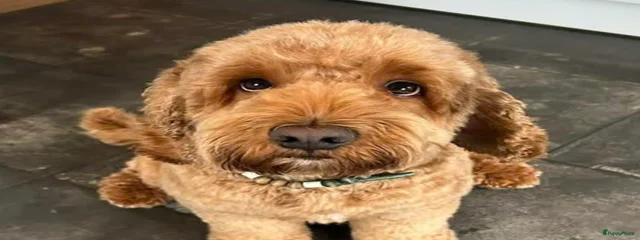 Bruno