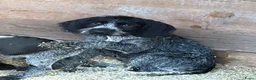Duitse Staande Hond Draadhaar honden te koop: Pups te koop  - Advertentie 2