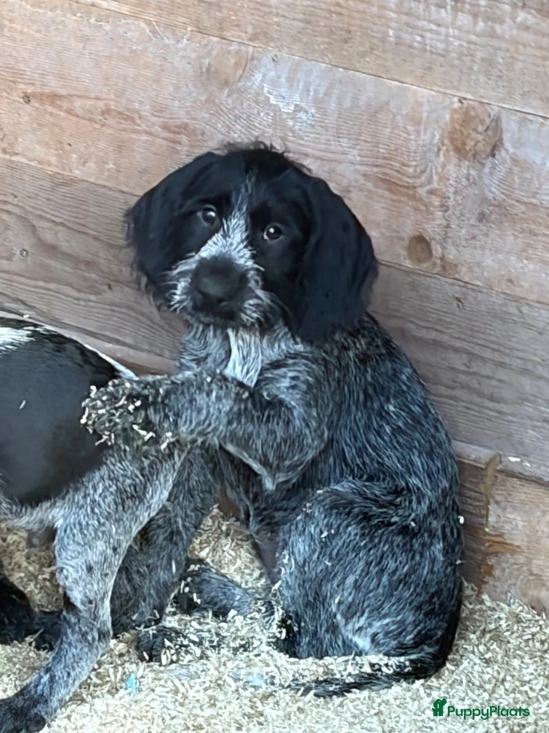 Duitse Staande Hond Draadhaar honden te koop: Pups te koop  - Advertentie 2