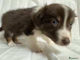 Kruising Puppy 5