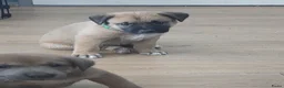 Kruising honden te koop: Nog 3 pups beschikbaar  in Sint Jacobiparochie - Advertentie 3