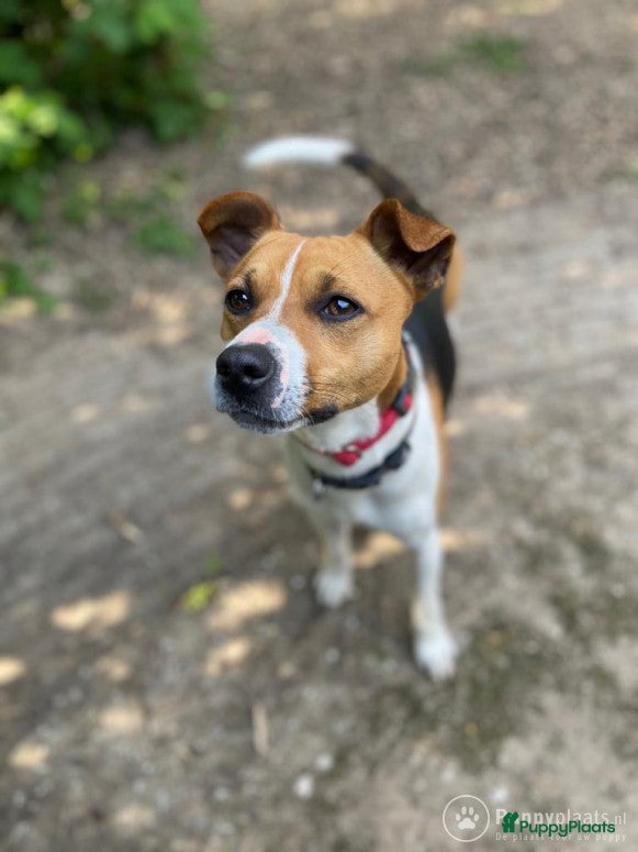 Fox Terriër Gladhaar honden Boerenfox dekreu in IJzendoorn - Advertentie 2