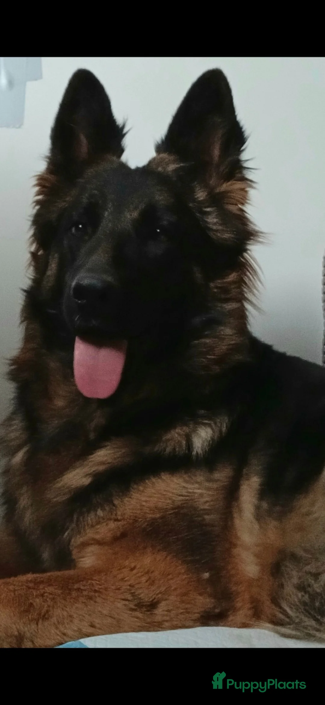 Duitse Herder honden te koop: Duitse herders  - Advertentie 2
