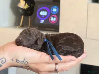 Kruising honden Prachtige multigen pups geboren nu te reserveren - Advertentie 1