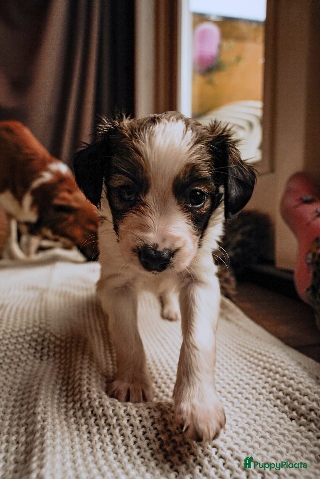 Kooikerhondje honden te koop: 8 week oude kooikerpups op zoek naar warm thuis. - Advertentie 13