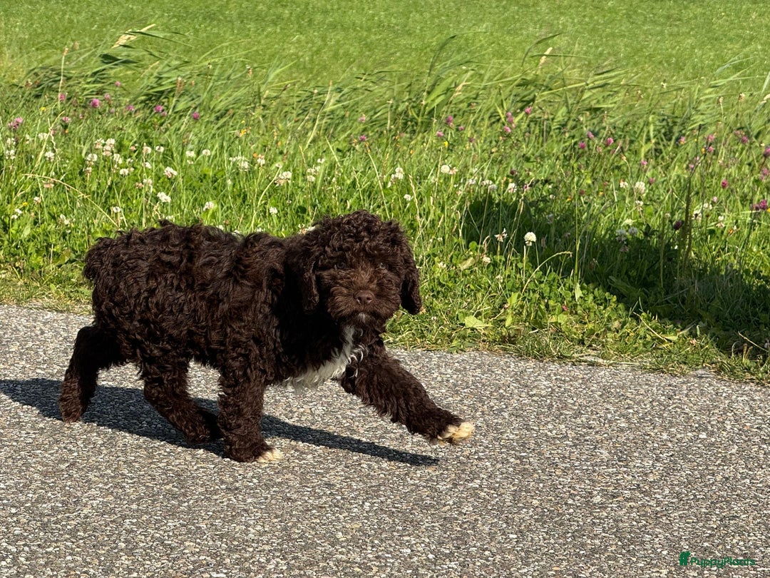 Spaanse Waterhond honden te koop: Spaanse Waterhond pups - Afbeelding 24