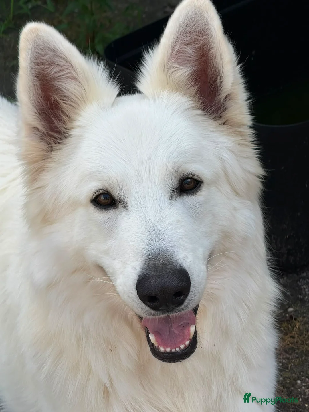 Zwitserse Witte Herdershond honden te koop: 6 prachtige Zwitserse Witte Herder pups te koop  - Advertentie 8