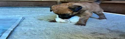 Groenendaeler honden te koop: Baskische herder pups - Advertentie 2