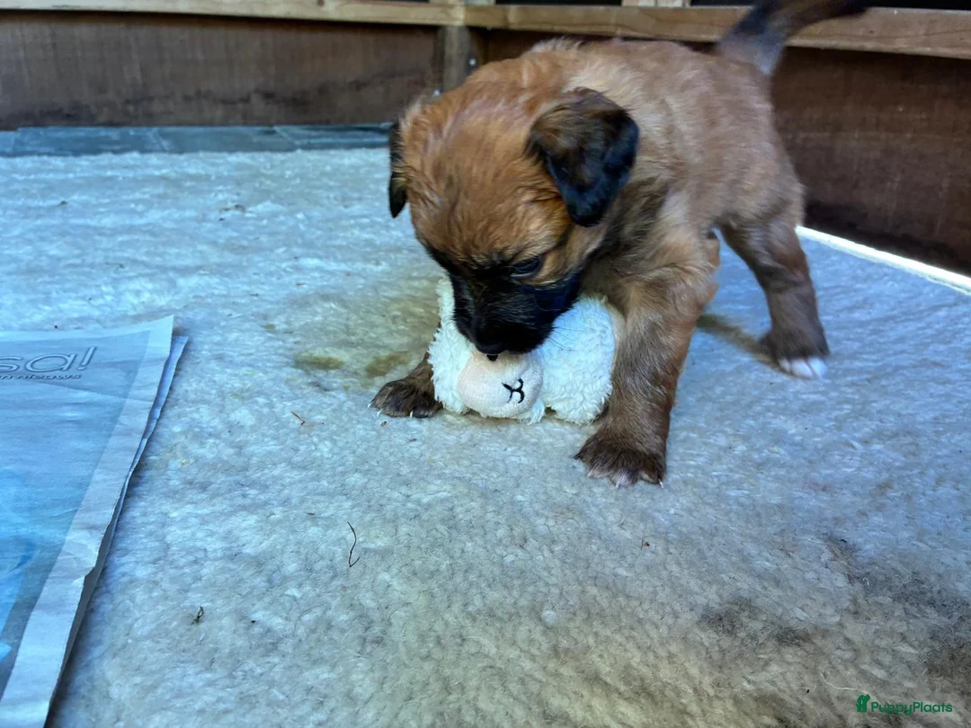 Groenendaeler honden te koop: Baskische herder pups - Advertentie 2