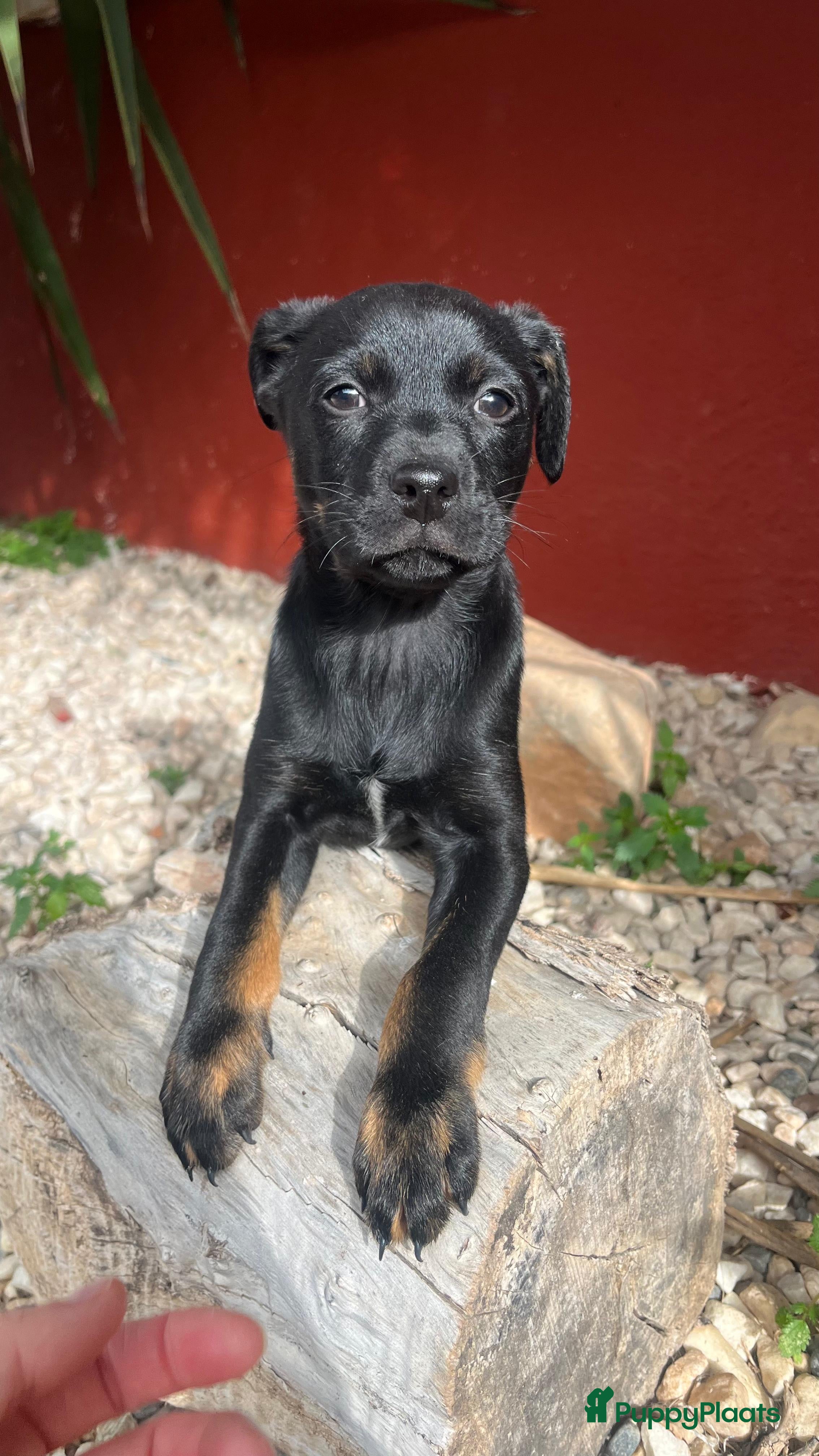 Kruising honden esmeetje deze lieverd wil een vriendje   - Advertentie 9